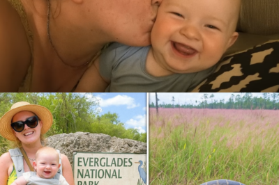 Single Mom Vanished in Everglades, 1 Year Later a Python Is Found With a Strange Bulge…